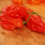 Острый Перец Naga Morich (Dorset Naga)