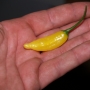 Aji Russian Yellow/PI594138